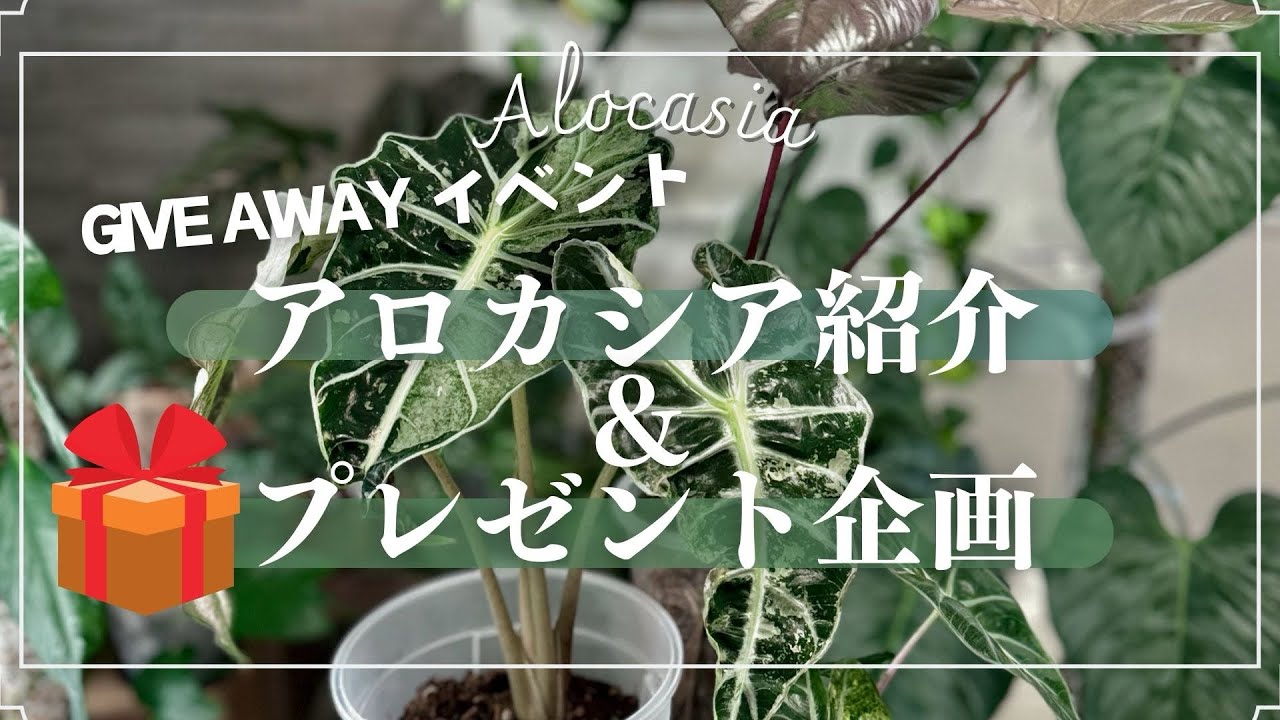 【アロカシアの紹介&プレゼント企画】斑入りやレアなアロカシアをご紹介しています🌿
