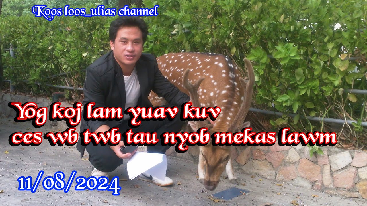 Yog thaum ntawv koj lam yuav kuv ces ntshe wb tau  nyob mekas lawm 11/08/2024