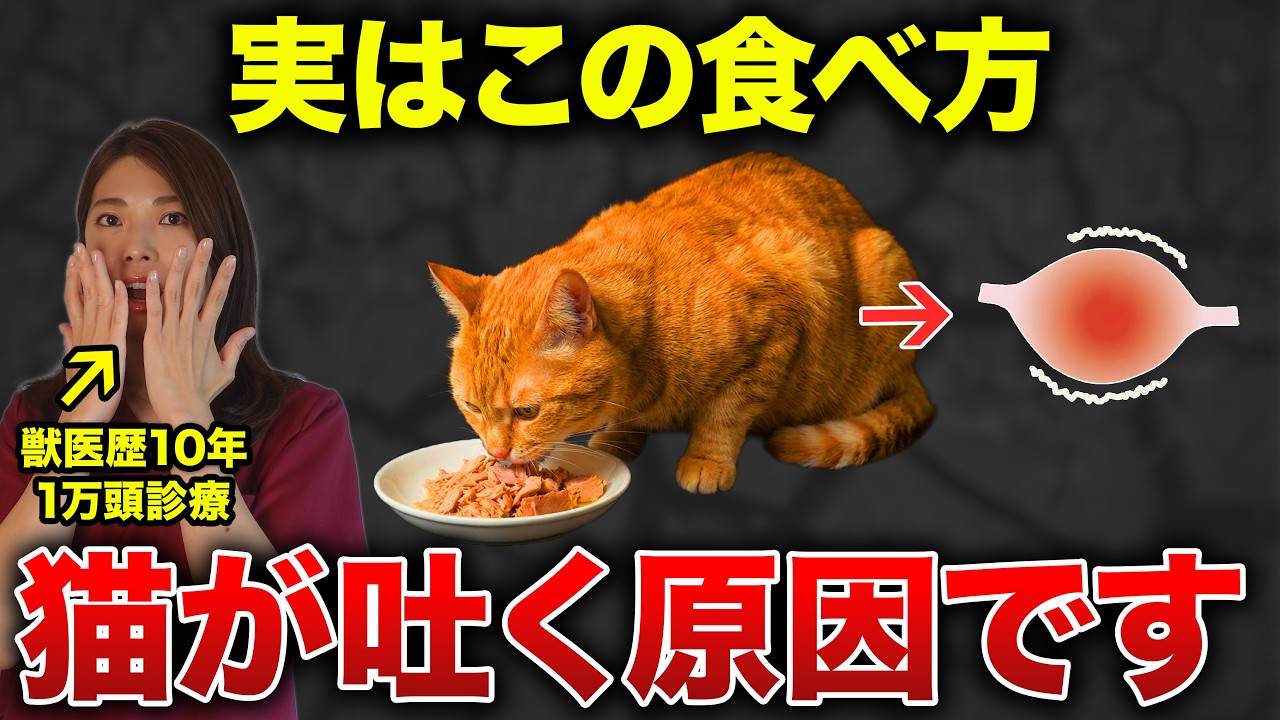 【衝撃】猫が吐く本当の理由を獣医が徹底解説