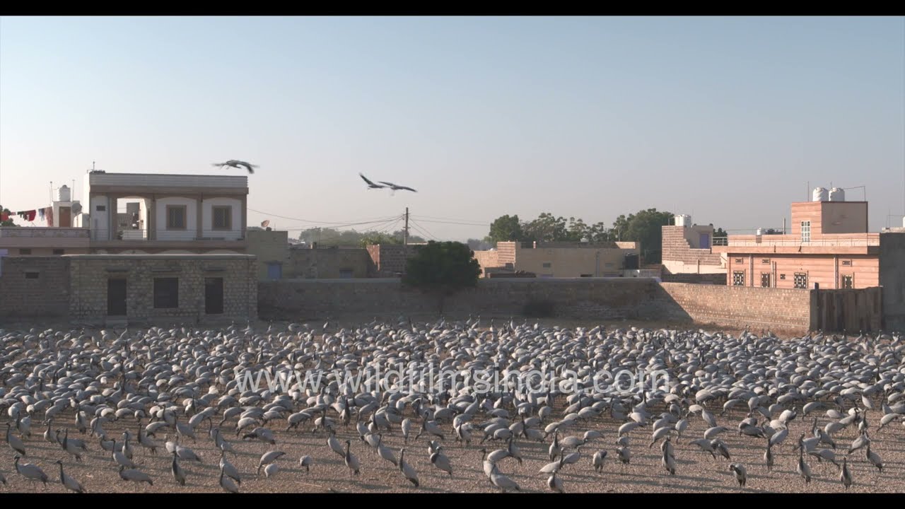 Demoiselle cranes gather at Pakshi Chugga Ghar in Khichan