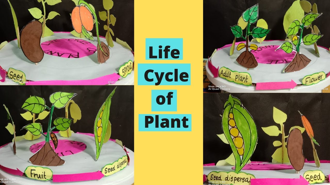 Life cycle of plant model | Plant life cycle model | seed germination model project | school project