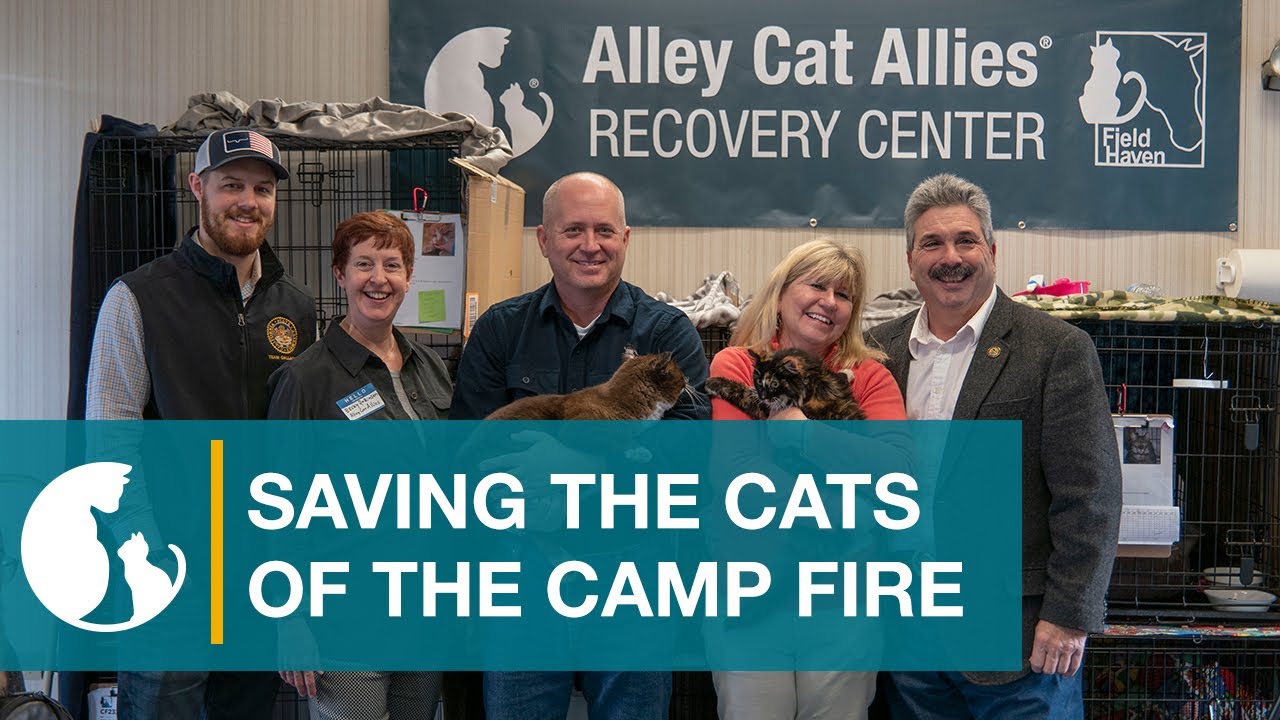 The Alley Cat Allies Recovery Center&reg;: Saving Camp Fire Cats