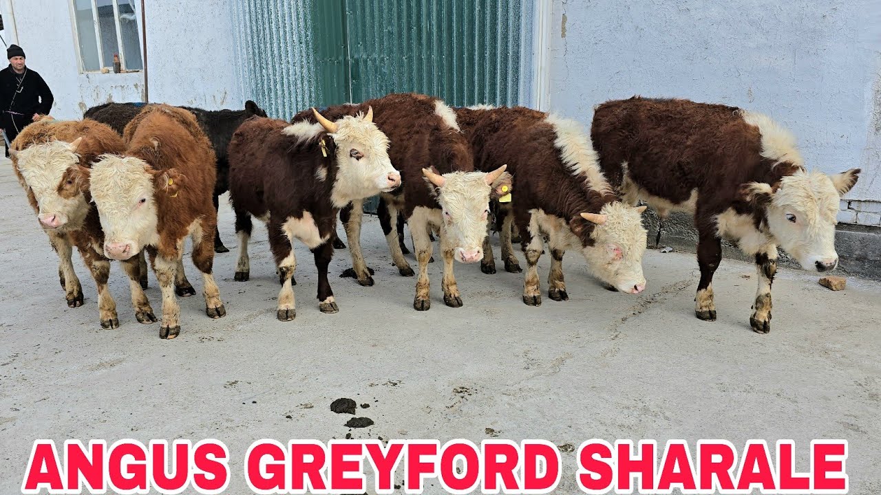 Oybek akani fermalaridan angus sharale va greyford buqalar21 февраля 2026 г.
