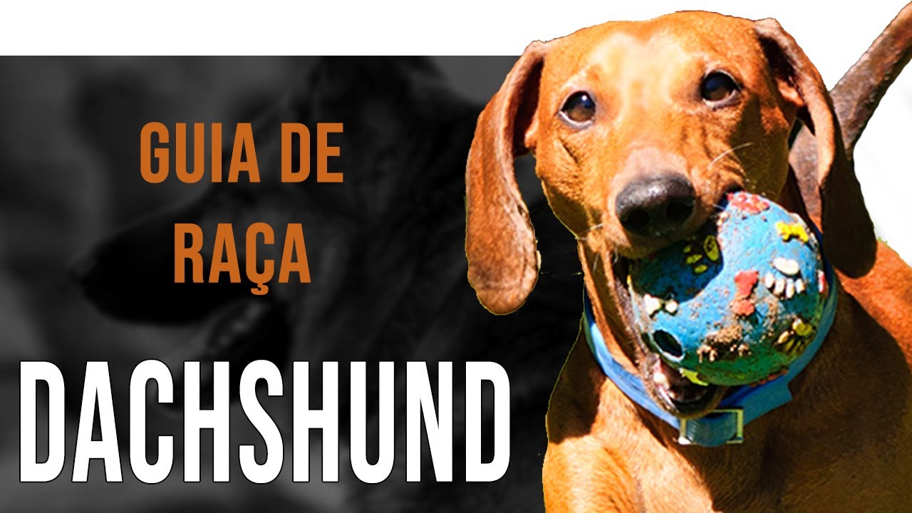 DACHSHUND / TECKEL - Tudo sobre a raça