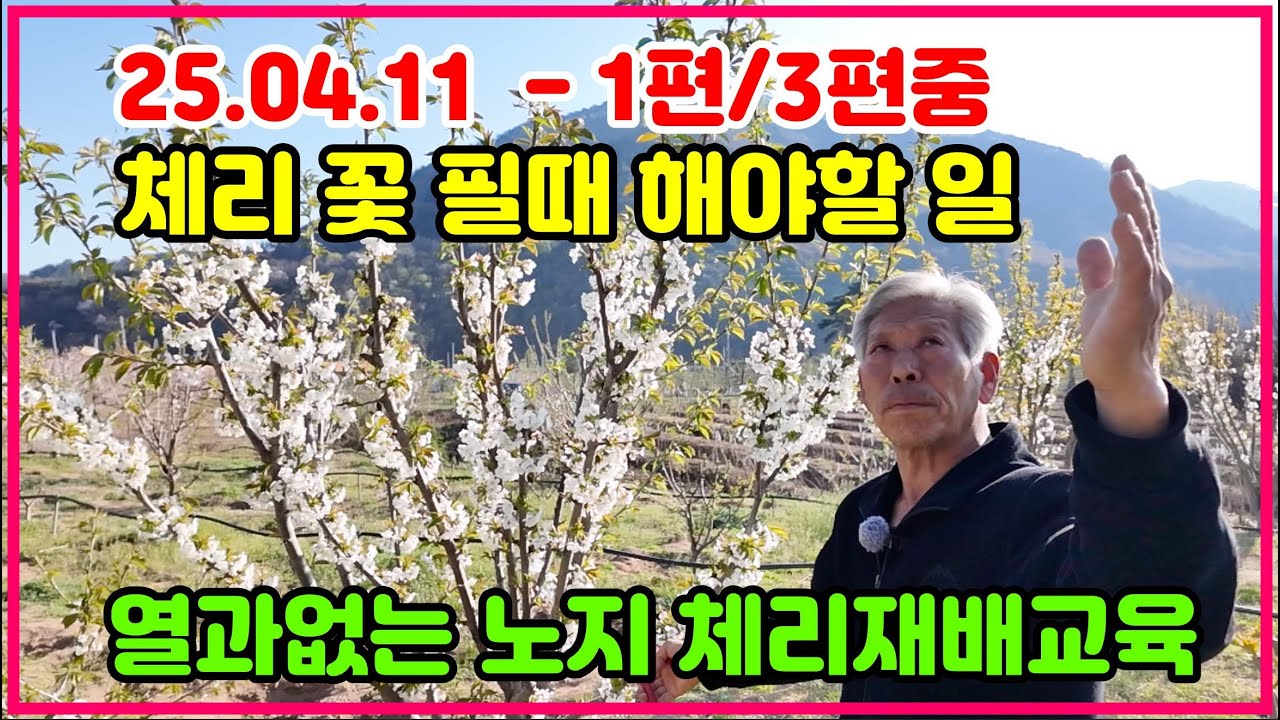 20250411 영덕체리신안농원  1편 / 3편중  체리꽃개화 체리재배교육