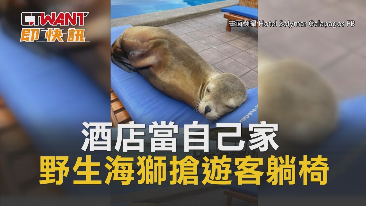 CTWANT 生活趣聞 / 酒店當自己家　野生海獅搶遊客躺椅