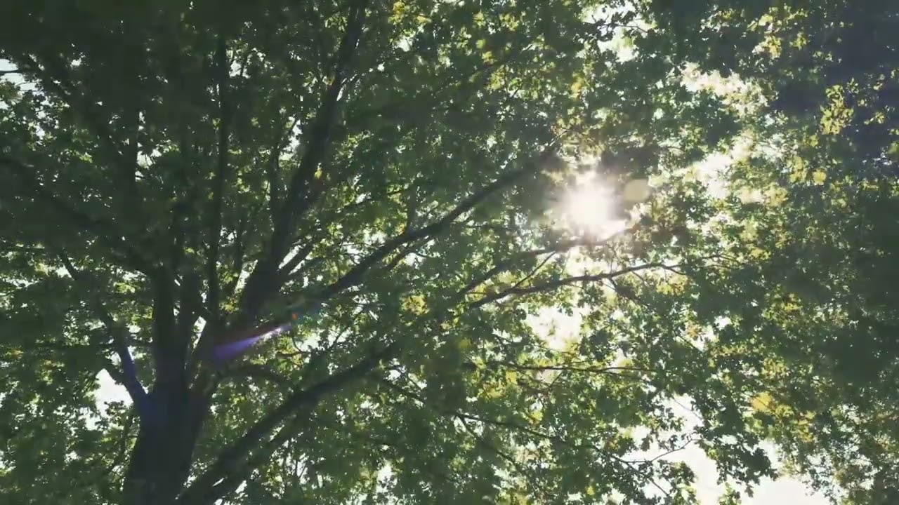 5 Minutes of Birds Singing
