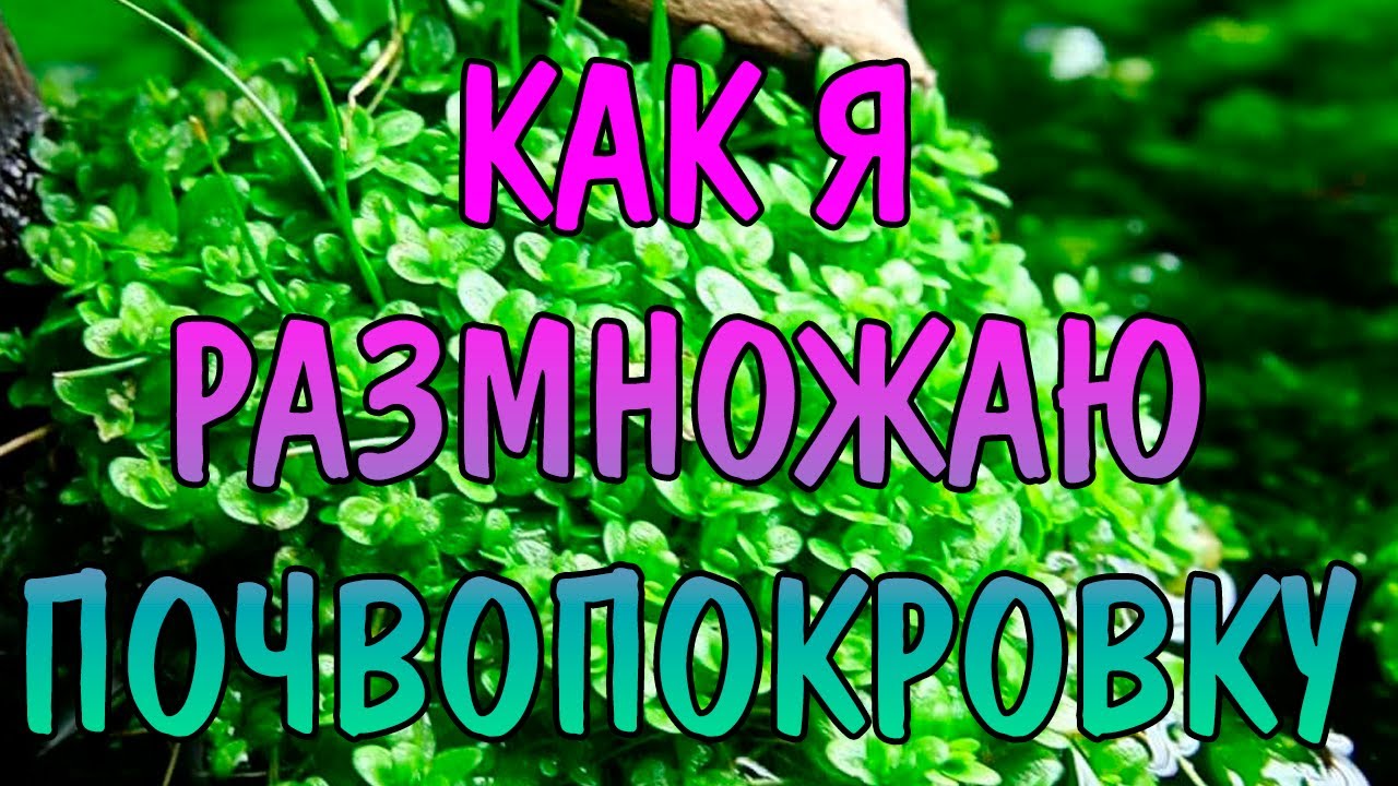 КАК Я РАЗМНОЖАЮ ПОЧВОПОКРОВКУ