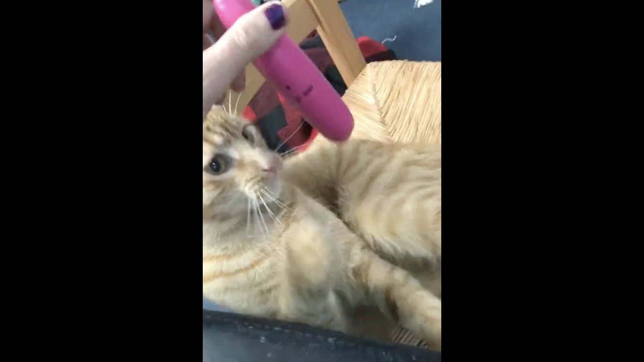 Cat plays with  dolphin massager vibrator
