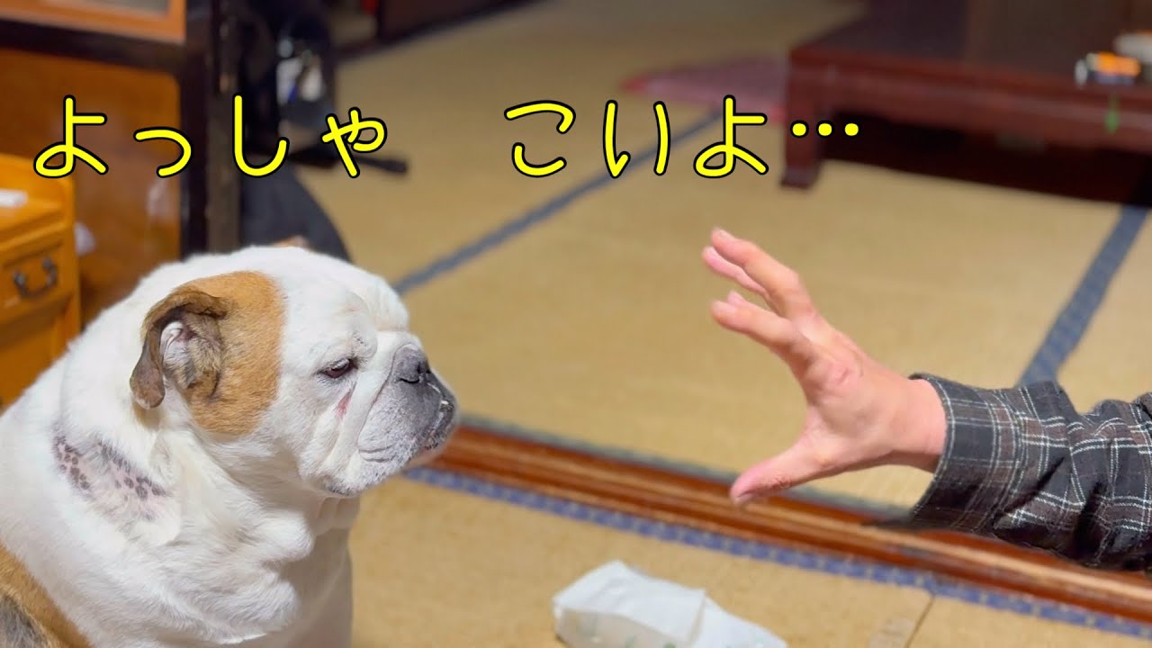このあと事件は起こった…  まめのプチッ‼︎とキレる瞬間