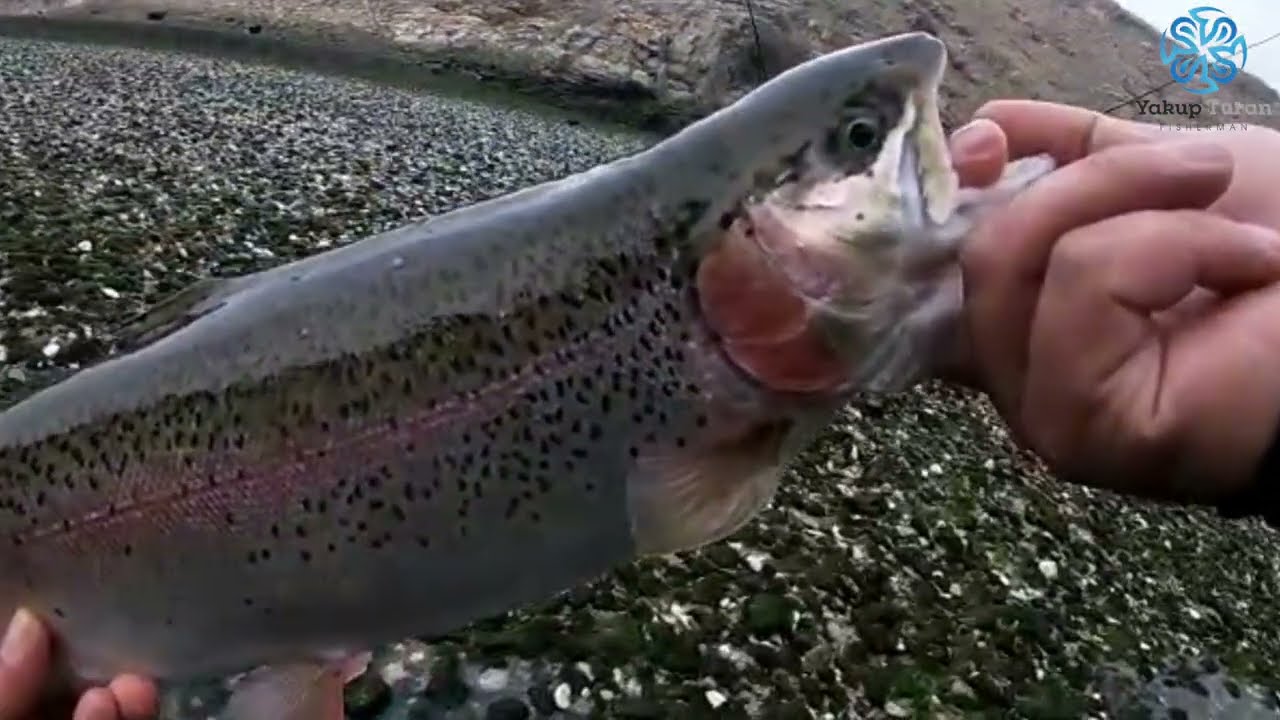 3 Günlük Alabalık Avı Serüveninden / From The Trout Fishing Adventure #alabalık #elazığ