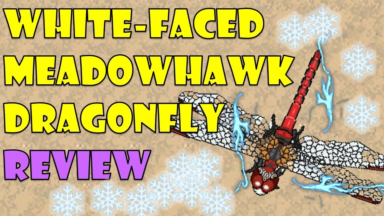 White-Faced Meadowhawk Review - Pocket Ants - Smart Daddy