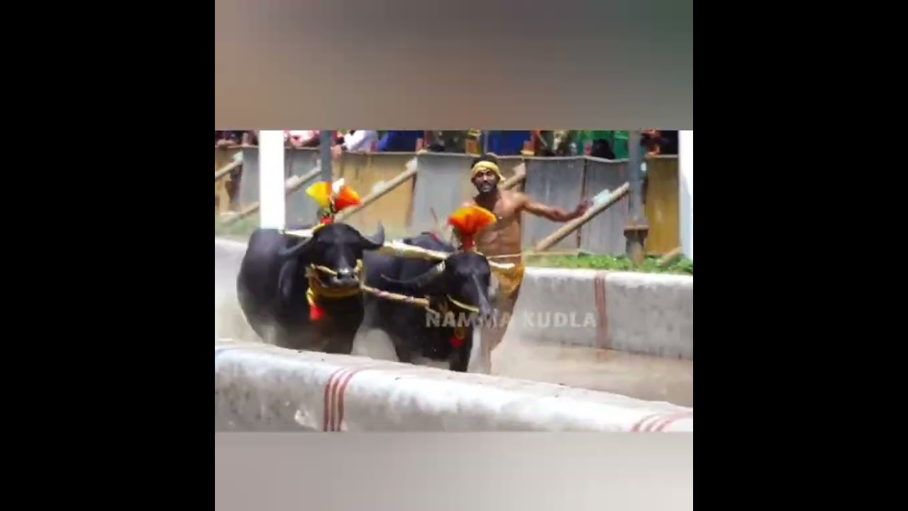 Sankupoonja-devupoonja jodukare kambala Vamanjoor# kamabal #trending #viral#tulunadu