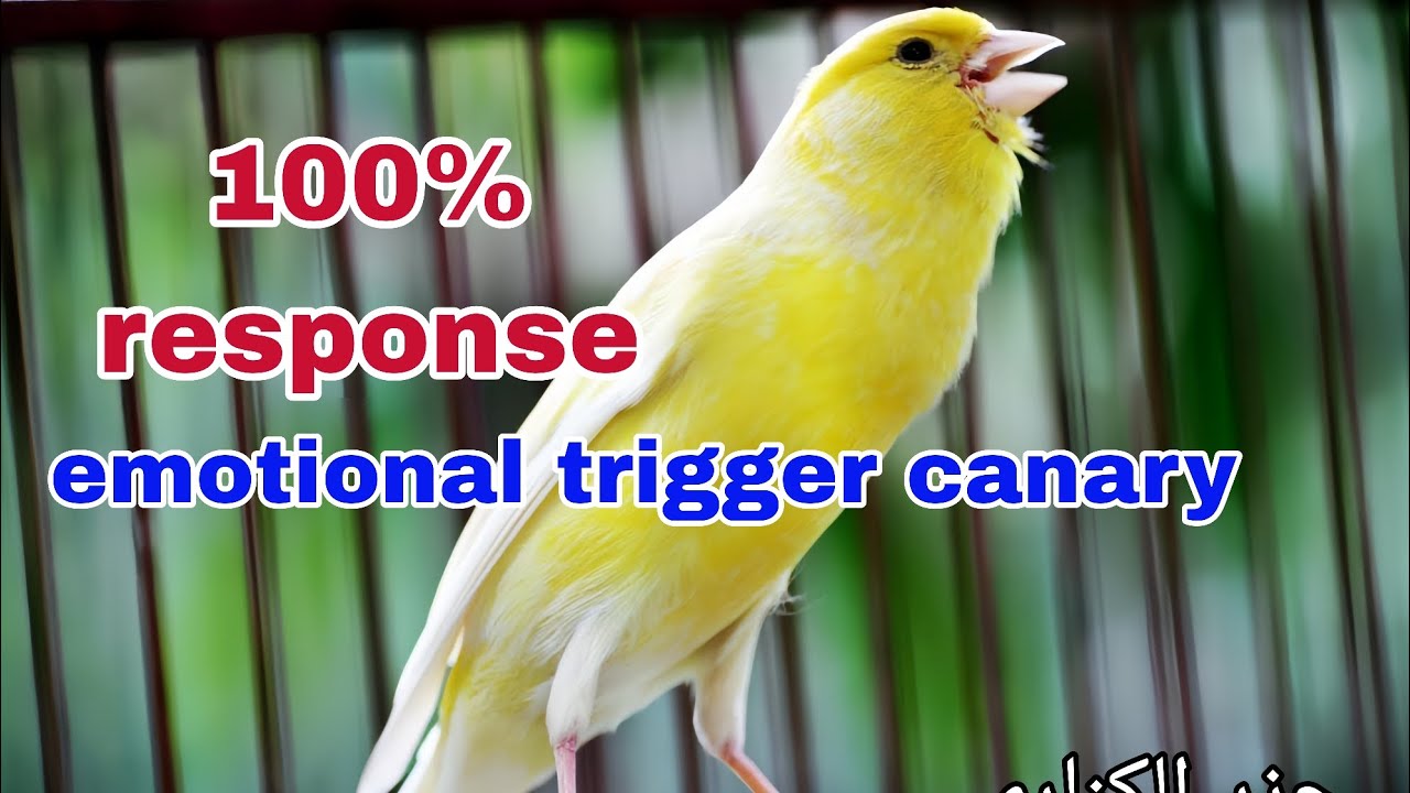 Canary song - emotional trigger canary - 100% response 
