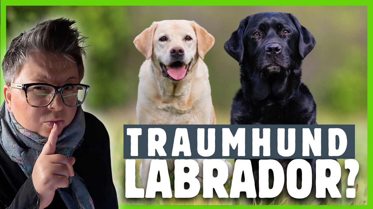 Labrador Anfängerhund? PROBLEME, über die keiner redet