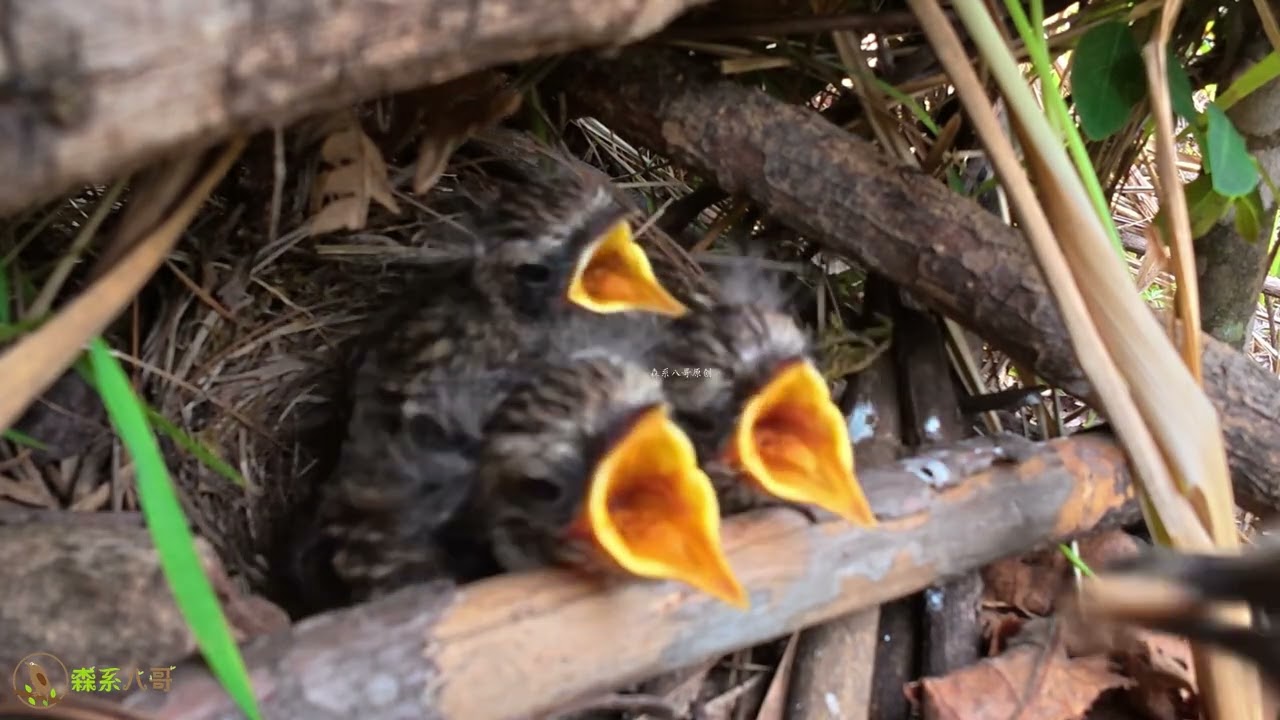 The long-billed bird feeds the chick a huge spider, but it can’t swallow.长嘴鸟给邻居小鸟塞超大的蜘蛛，小鸟吃了半天也吃不进去