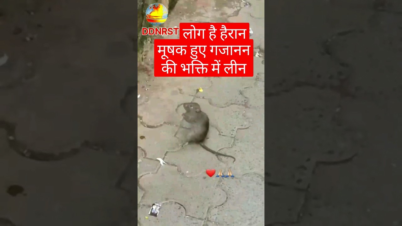 मूषक हुए गजाजन की भक्ति में लीन #गजाननमहाराज #trendingshorts #viralnews #ddnrst #shortsfeed