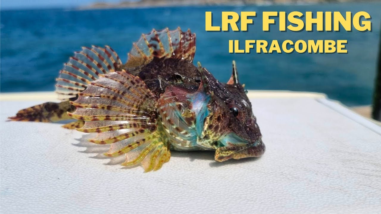 LRF Fishing - Ilfracombe Pier