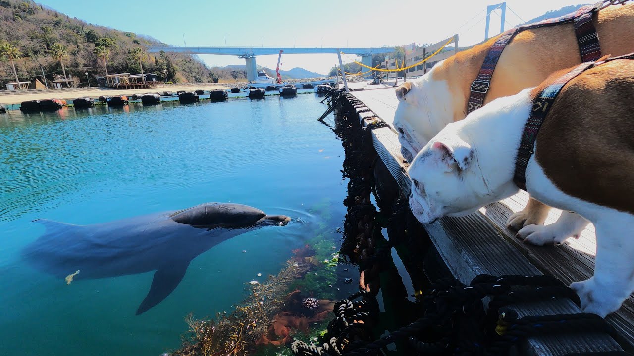 しまなみ海道で愛犬と遊んでたらイルカ来た(笑)【ワンコと車中泊】
