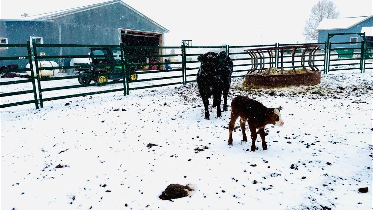 Wyoming Spring Snowstorm: Moving Calf & Mom to Safety + Special Announcement!