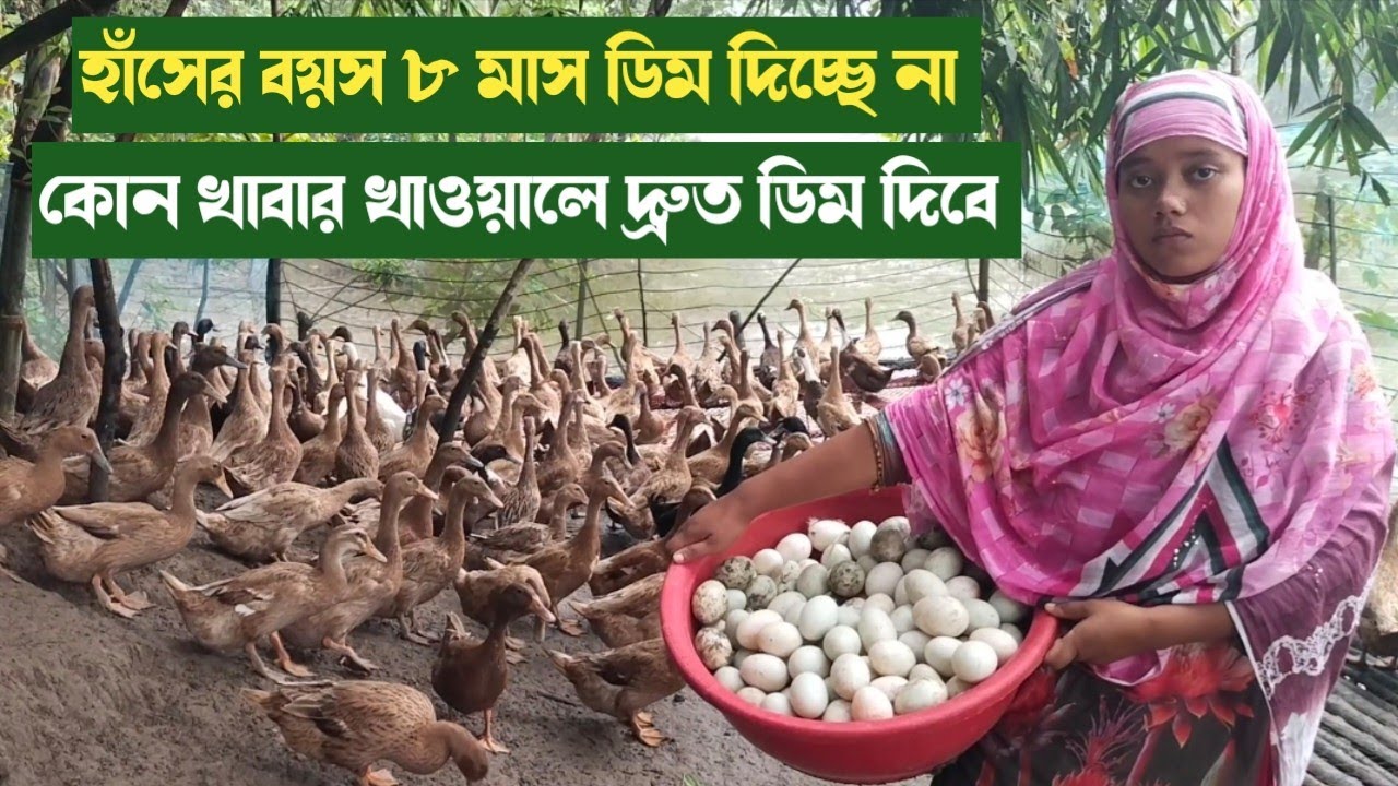 কোন খাবার খাওয়ালে হাঁস বেশি ডিম দেয়। মনিকা স্বপ্নের হাঁস খামার। 
