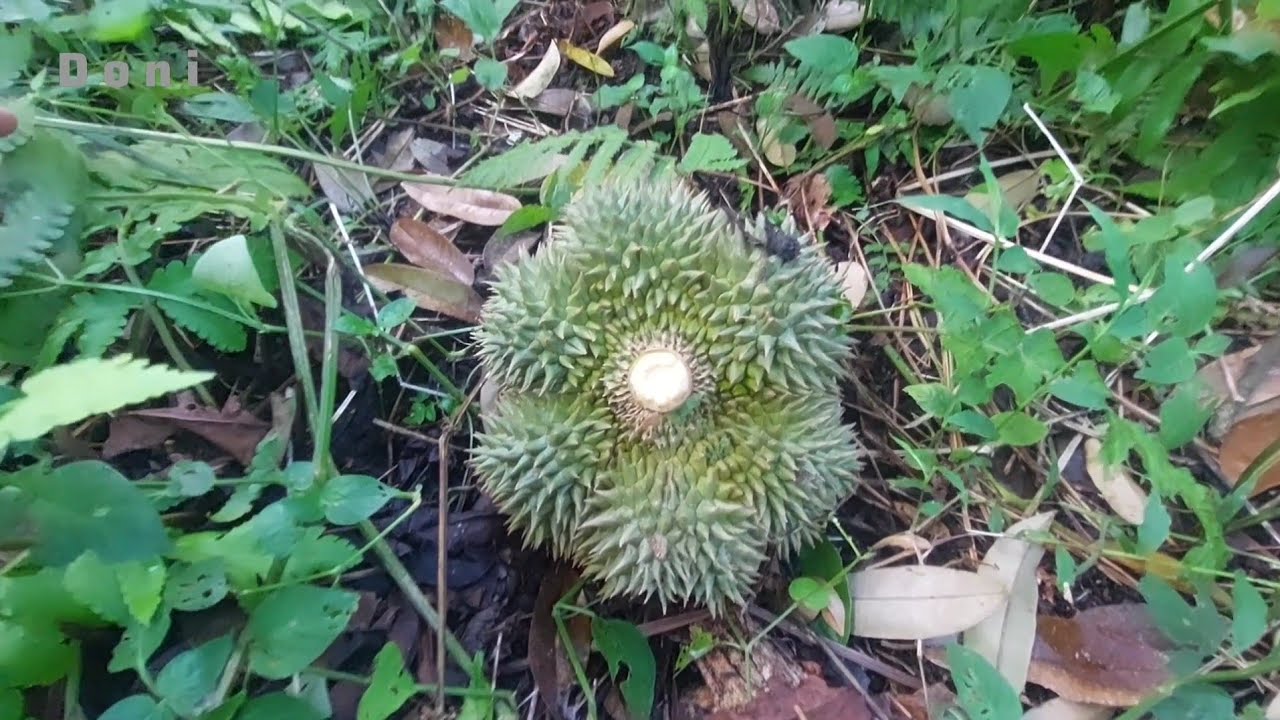 Cari Buah Durian Lagi Disini
