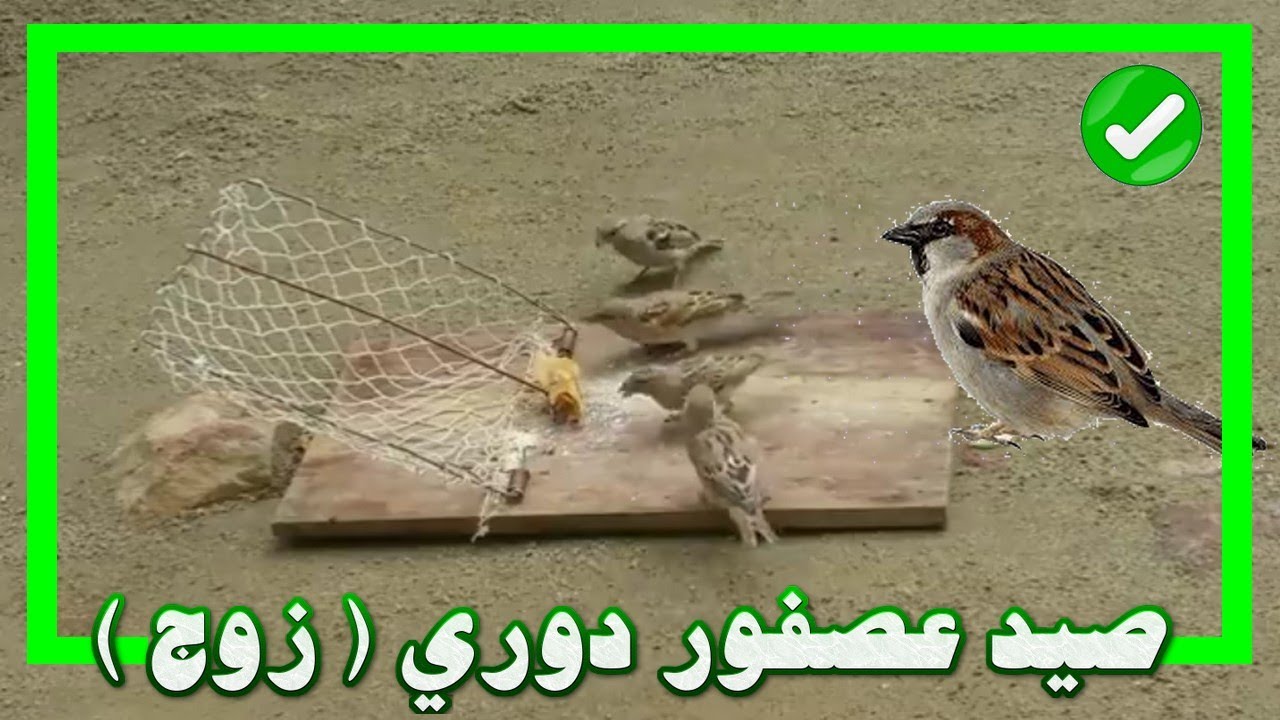 صيد عصفور دوري (زوج)
