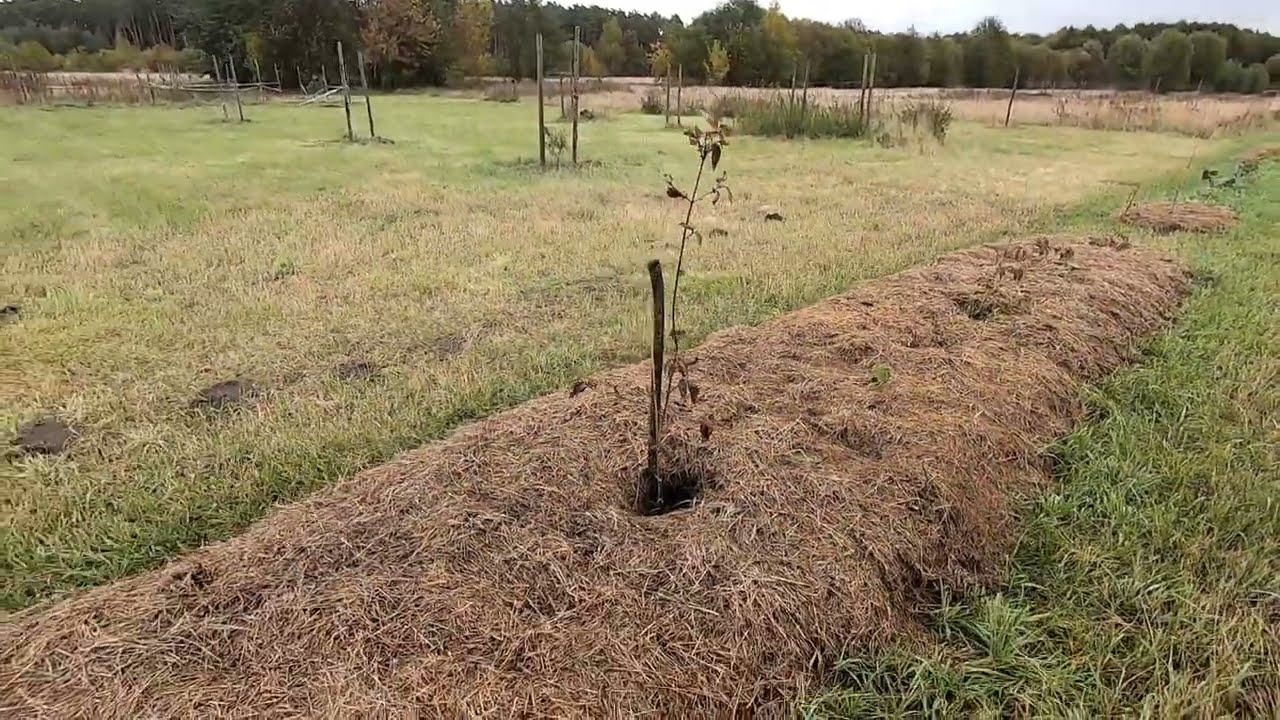 #53 Obchód w połowie października i derenia jadalnego nowa mini plantacja, stare odmiany jabłoni