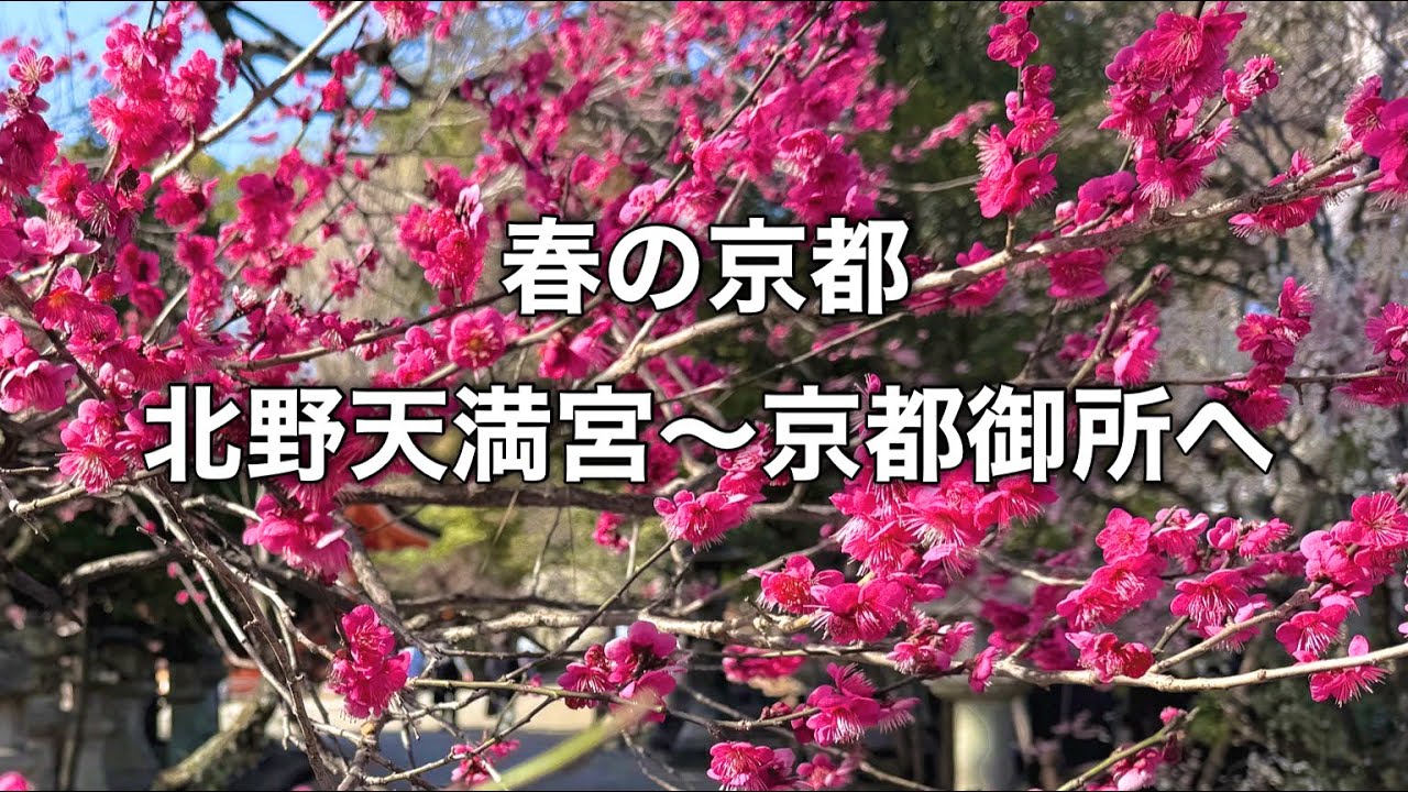 【京都めぐり】甘味処と春の訪れ北野天満宮から京都御所へ