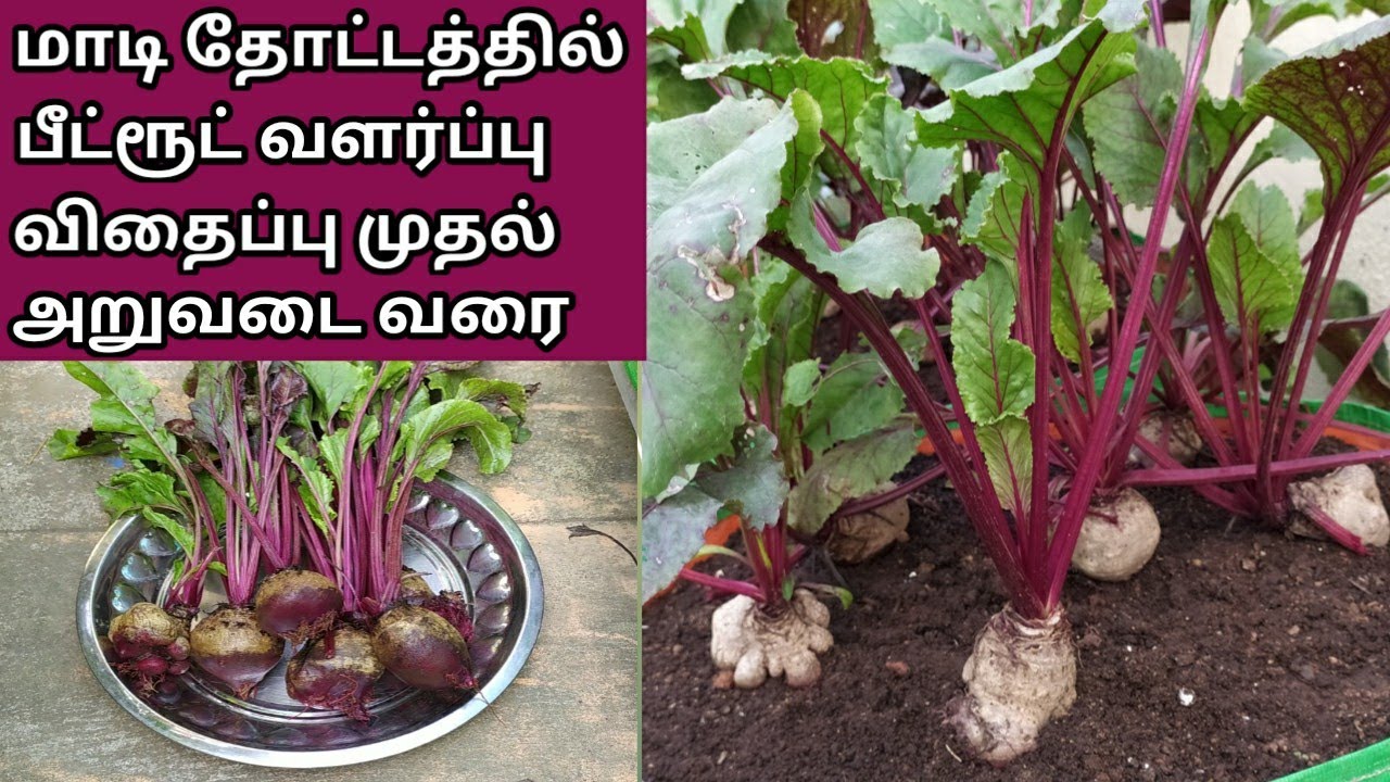 மாடி தோட்டத்தில் பீட்ரூட் வளர்ப்பது எப்படி || How To Grow Beetroot In Terrace Garden