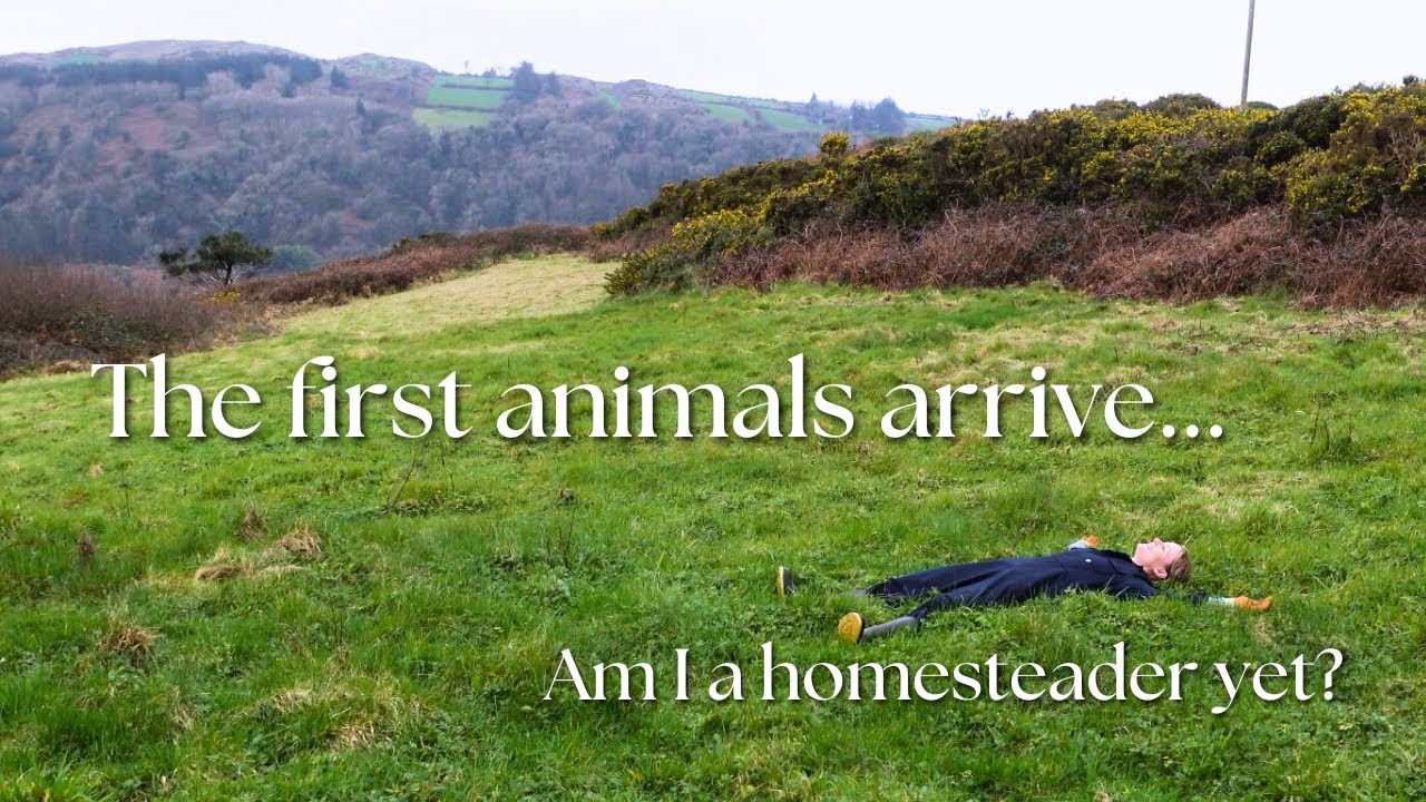 my homestead dream begins | meet the new arrivals!