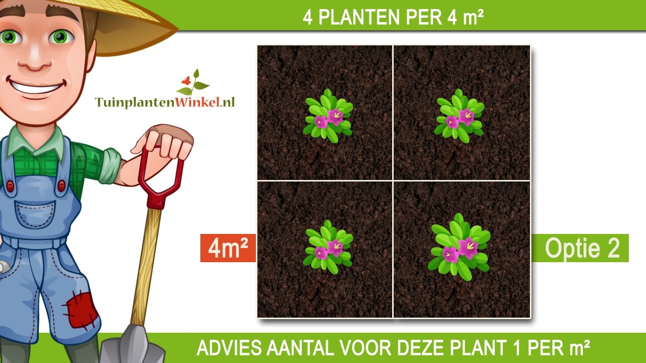 Plantadvies bij 1 plant per vierkante meter