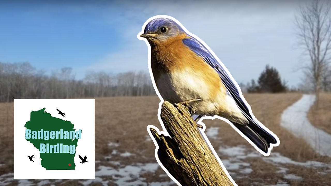 Eastern Bluebird Arrival: Can I find One in Wisconsin?