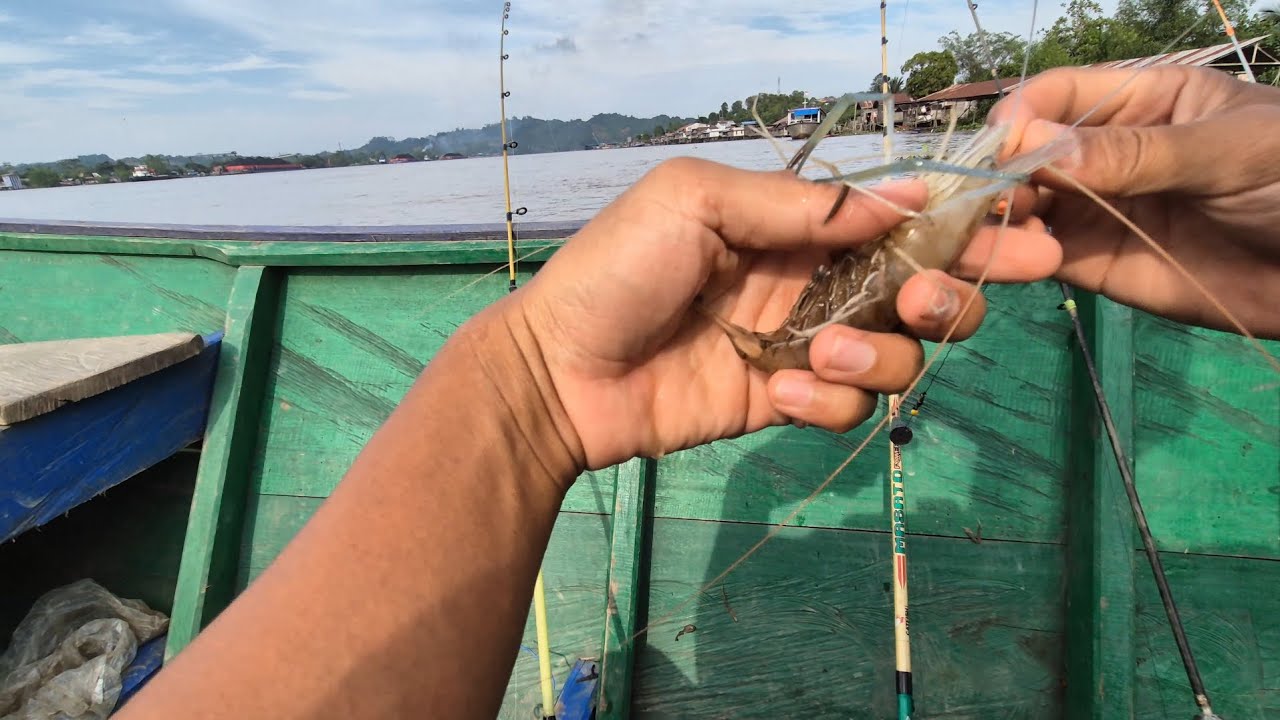 #fishing di #sungaimahakam sambil nunggu waktu berbuka puasa, dan rilis aja udang yang siap netas. 