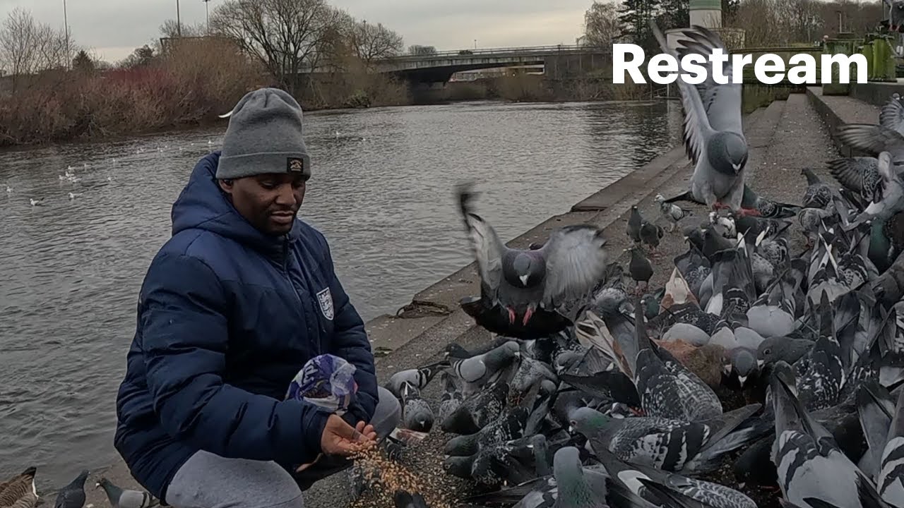 A DAY IN MY LIFE FEEDING PIGEONS IN UK WINTER