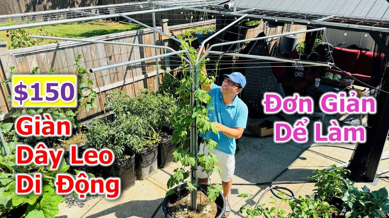 Chia sẻ cách làm giàn cho dây leo trên chậu Di Động rẻ đơn giản ai cũng làm được 🇨🇦1790》Vườn RauViệt