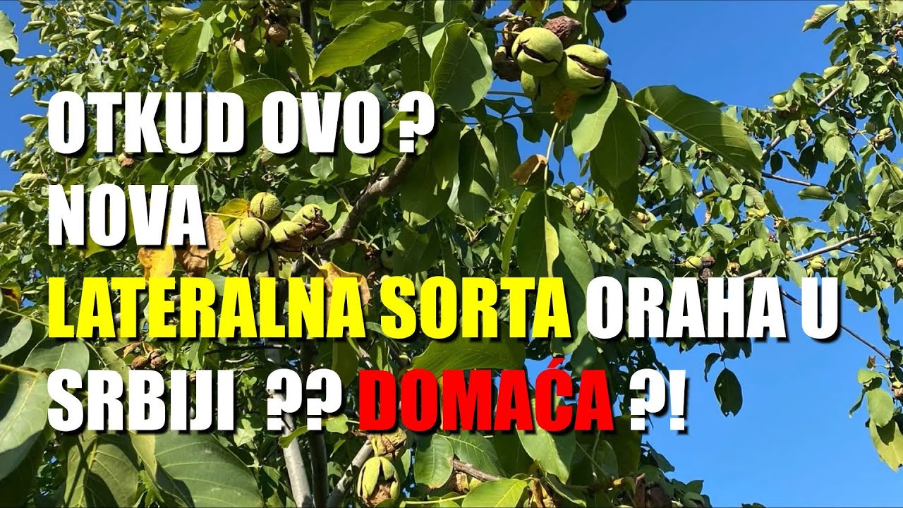 ŠOK - totalno NOVA SORTA LATERALNOG ORAHA  - ali ne u Srbiji - NEGO NA SVETU