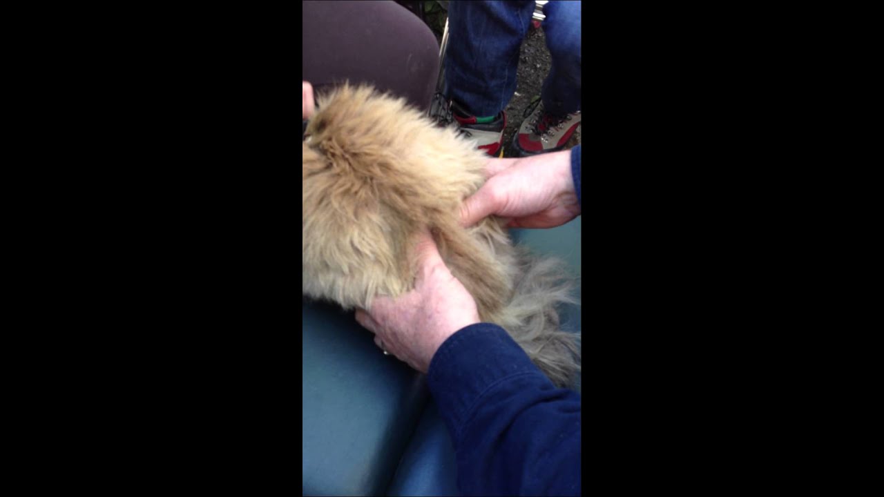 Video 17: Los Gatos y la Quiropráctica