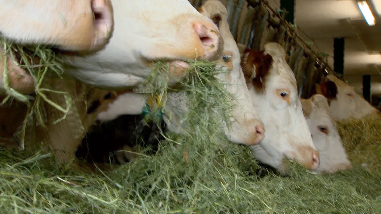 Erste Landwirtschaftsschule Österreichs mit Bio-Heumilch