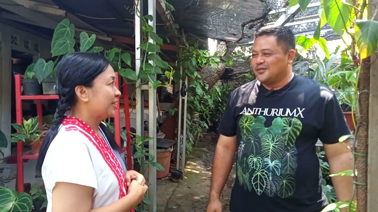 ANTHURIUM di Potere Plant