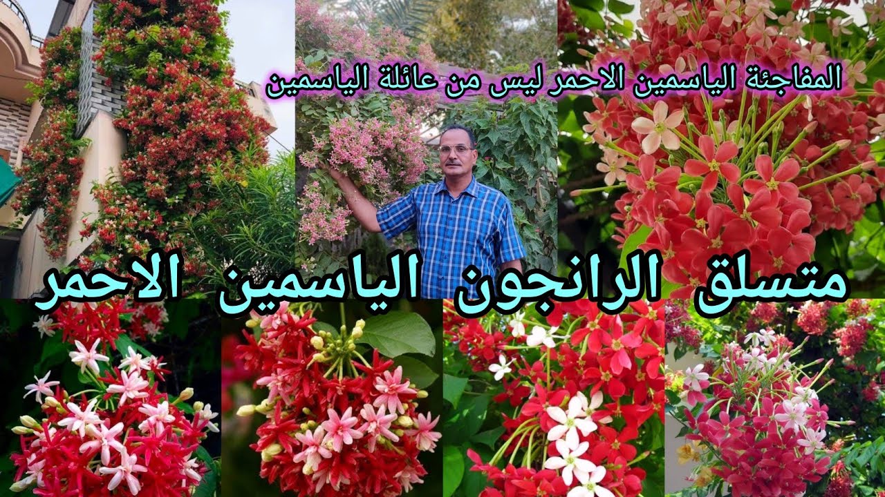 الياسمين الاحمر متسلق الرانجون Quisqualis Indica أسرار وخفايا الياسمين الاحمر ليس من عائلة الياسمين 