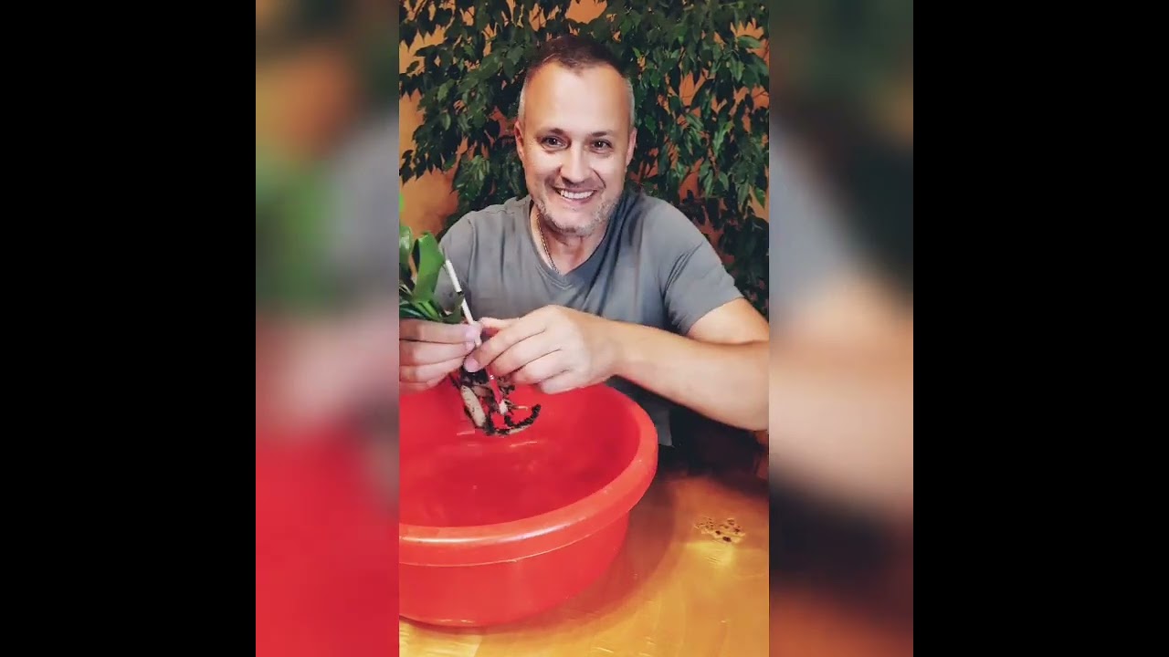 1. Strelicja w hydroponice, Ogrodnik Dla Zabawy przesadza...