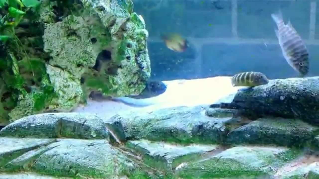 TROPHEUS Nkonde Bright Yellow