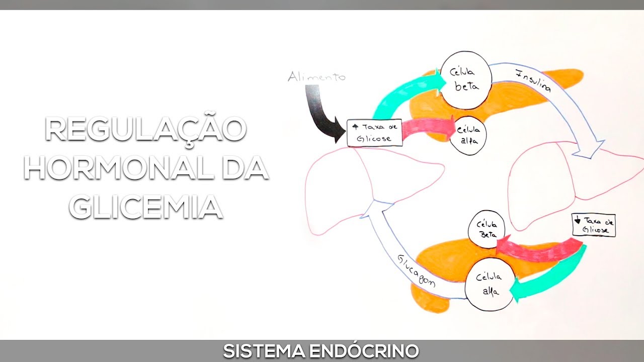 Insulina e Glucagon: Regulação hormonal da glicemia