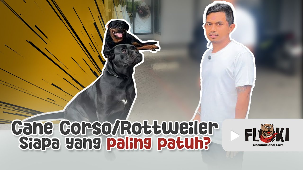 MANDIIN ANJING ROTTWEILER DAN CANE CORSO, ‘CESAR’ dan ‘SENA’