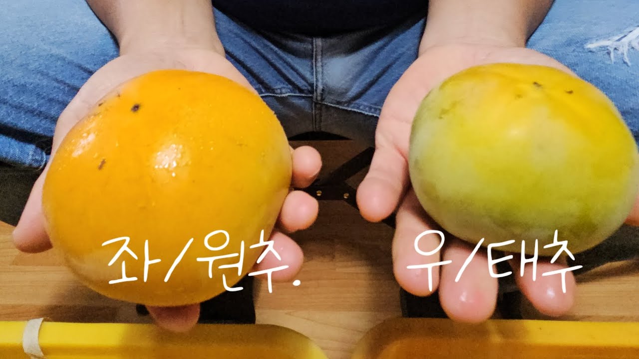 단감농장조성은 대과종단감인 원추 태추 좋습니다.감나무묘목 감나무분묘 심어보세요.