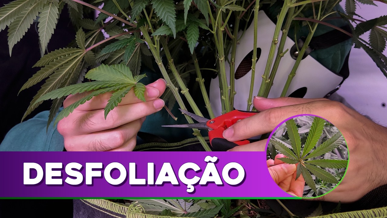 Desfolia&ccedil;&atilde;o de Cannabis: Guia Completo - Como, Quando e Por Que Fazer no seu grow