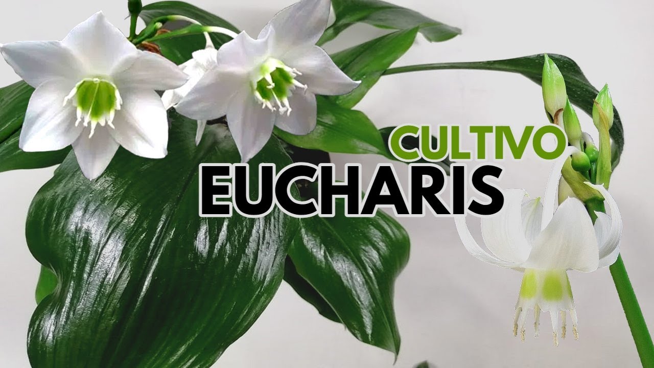 eucharis amazonica plantas cuidados CHUYITO JARDINERO