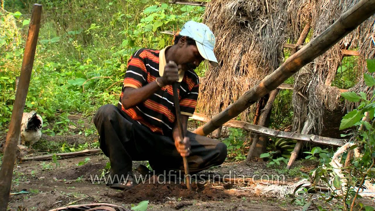 Indian tribal works hard to survive in the forest