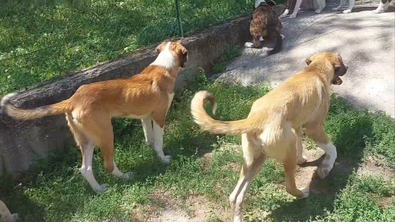 (Video 1) - L'IMPORTANZA DEL LEADER: Tutti in pista! Pastore dell'Asia centrale da guardia.